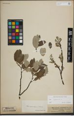 Foto von Salix lapponum L.